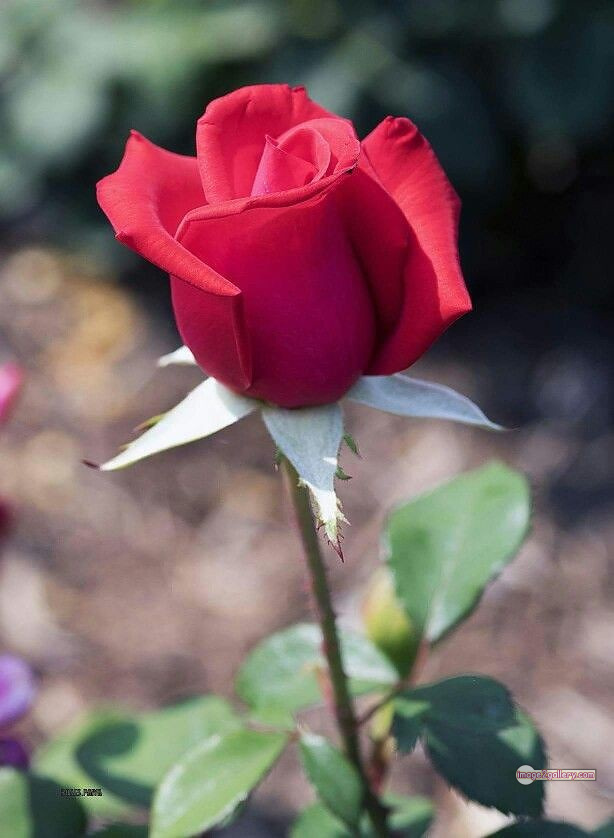 3300+ Beautiful Rose Flowers Image | Rose Flower HD Pic Download | 2835 flower red images -(5)