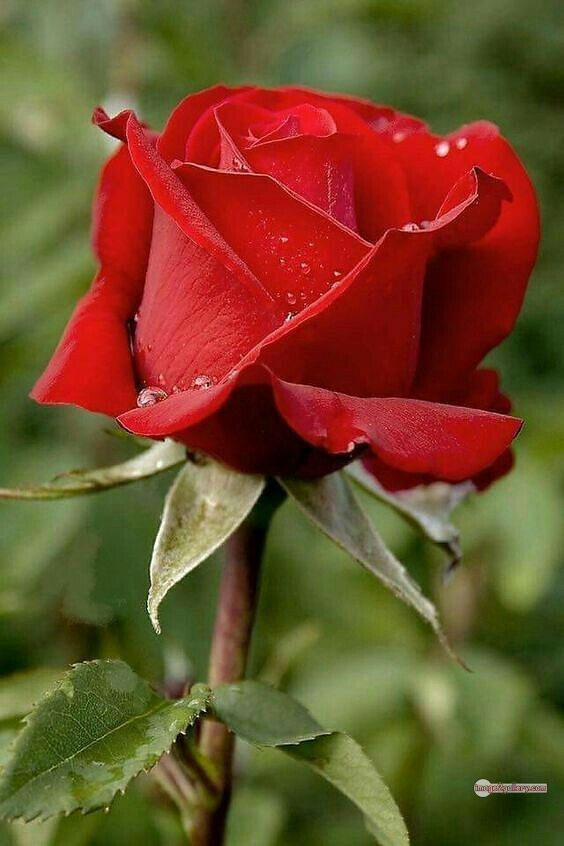 3300+ Beautiful Rose Flowers Image | Rose Flower HD Pic Download | 702 flower red images -(6)