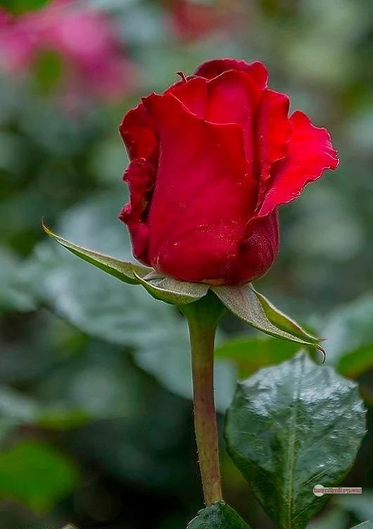 3300+ Beautiful Rose Flowers Image | Rose Flower HD Pic Download | 3069 flower red images -(7)