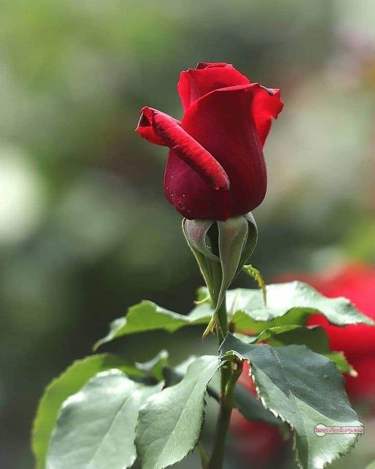 3300+ Beautiful Rose Flowers Image | Rose Flower HD Pic Download | 2831 flower red images -(8)