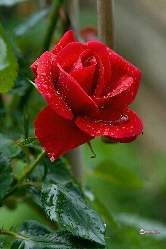 3300+ Beautiful Rose Flowers Image | Rose Flower HD Pic Download | 796 flower red images -(9)