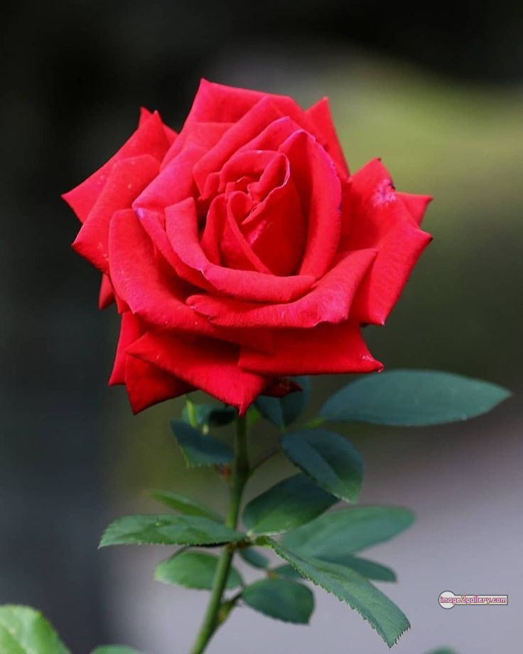 3300+ Beautiful Rose Flowers Image | Rose Flower HD Pic Download | 2299 flower red rose -
