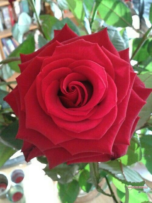 3300+ Beautiful Rose Flowers Image | Rose Flower HD Pic Download | 2367 flower red rose -(1)