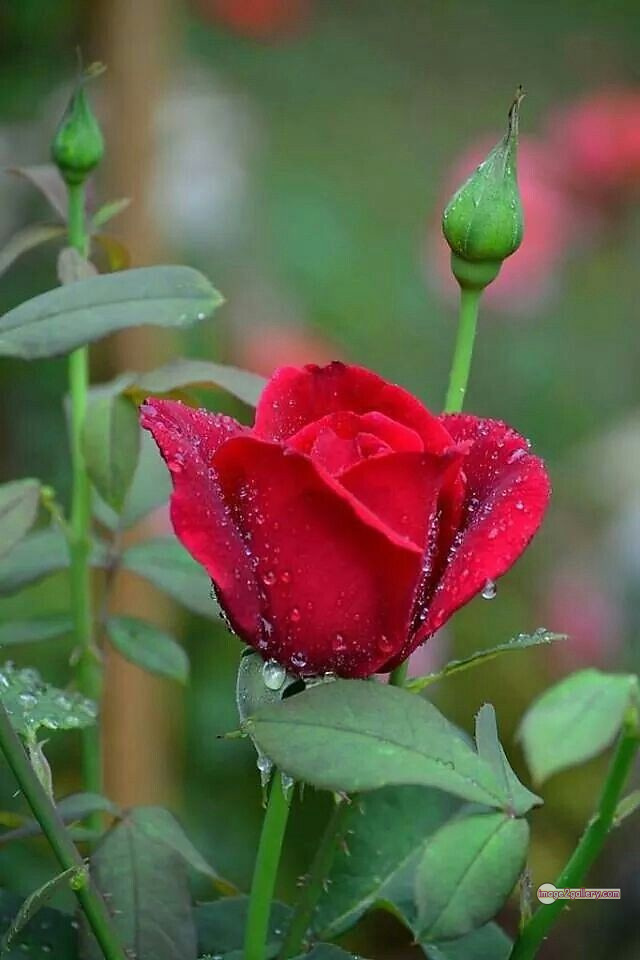 3300+ Beautiful Rose Flowers Image | Rose Flower HD Pic Download | 2328 flower red rose -(11)