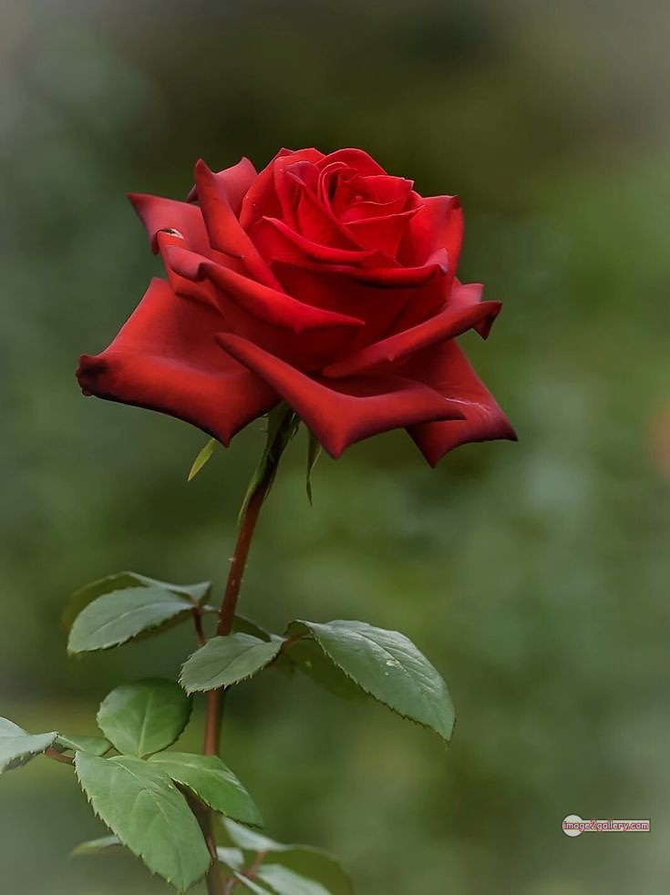 3300+ Beautiful Rose Flowers Image | Rose Flower HD Pic Download | 871 flower red rose -(12)