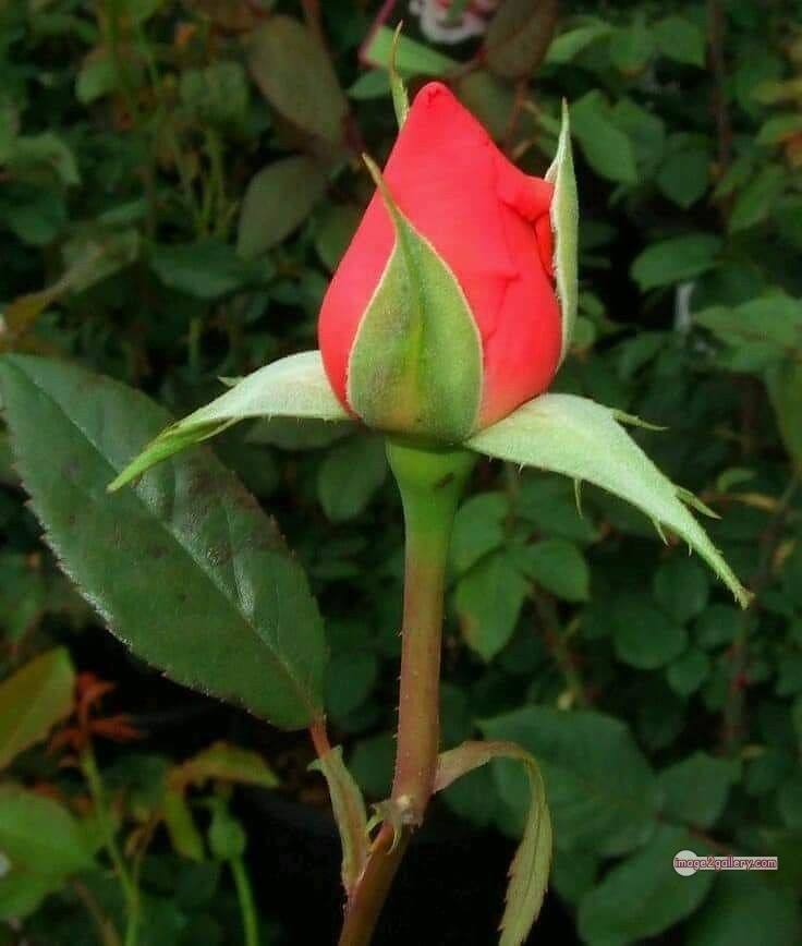 3300+ Beautiful Rose Flowers Image | Rose Flower HD Pic Download | 2321 flower red rose -(14)