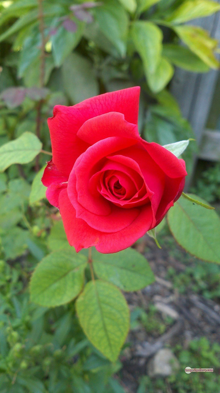 3300+ Beautiful Rose Flowers Image | Rose Flower HD Pic Download | 2324 flower red rose -(15)