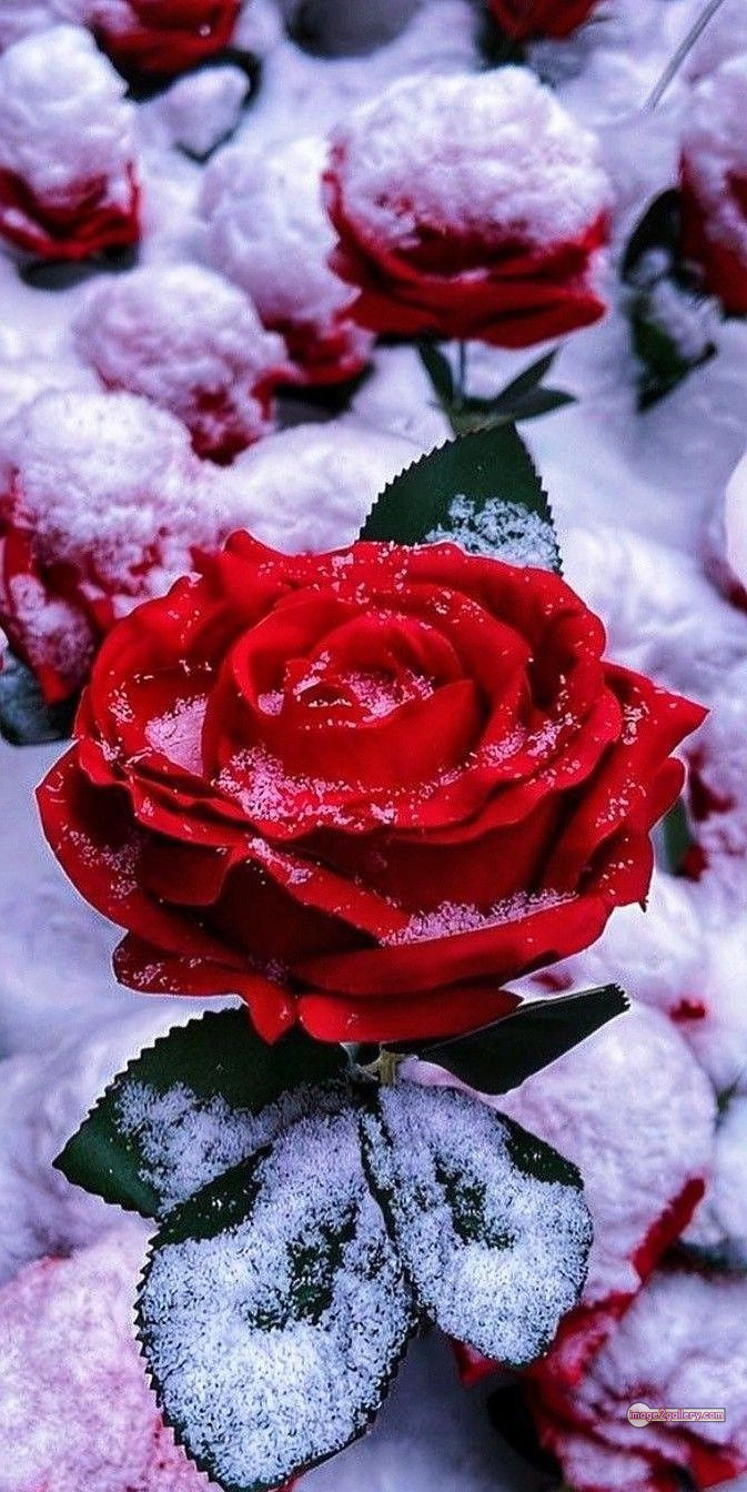3300+ Beautiful Rose Flowers Image | Rose Flower HD Pic Download | 2327 flower red rose -(17)