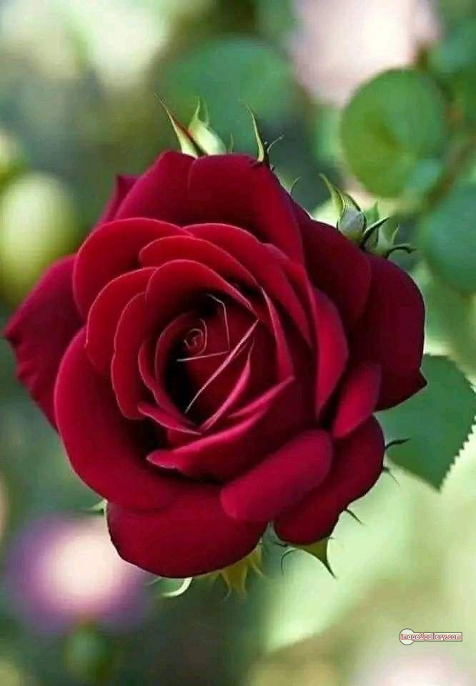 3300+ Beautiful Rose Flowers Image | Rose Flower HD Pic Download | 1492 flower red rose 2 rose flower