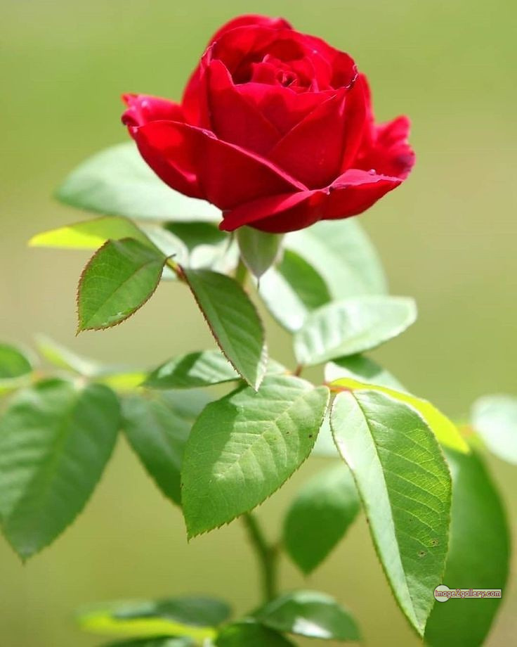 3300+ Beautiful Rose Flowers Image | Rose Flower HD Pic Download | 1233 flower red rose -(3)