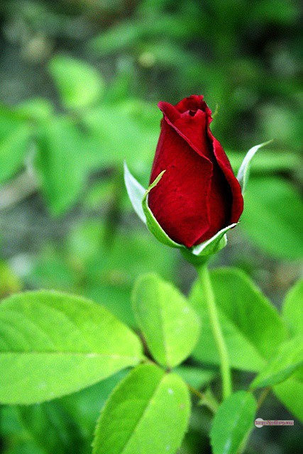 3300+ Beautiful Rose Flowers Image | Rose Flower HD Pic Download | 1352 flower red rose -(6)