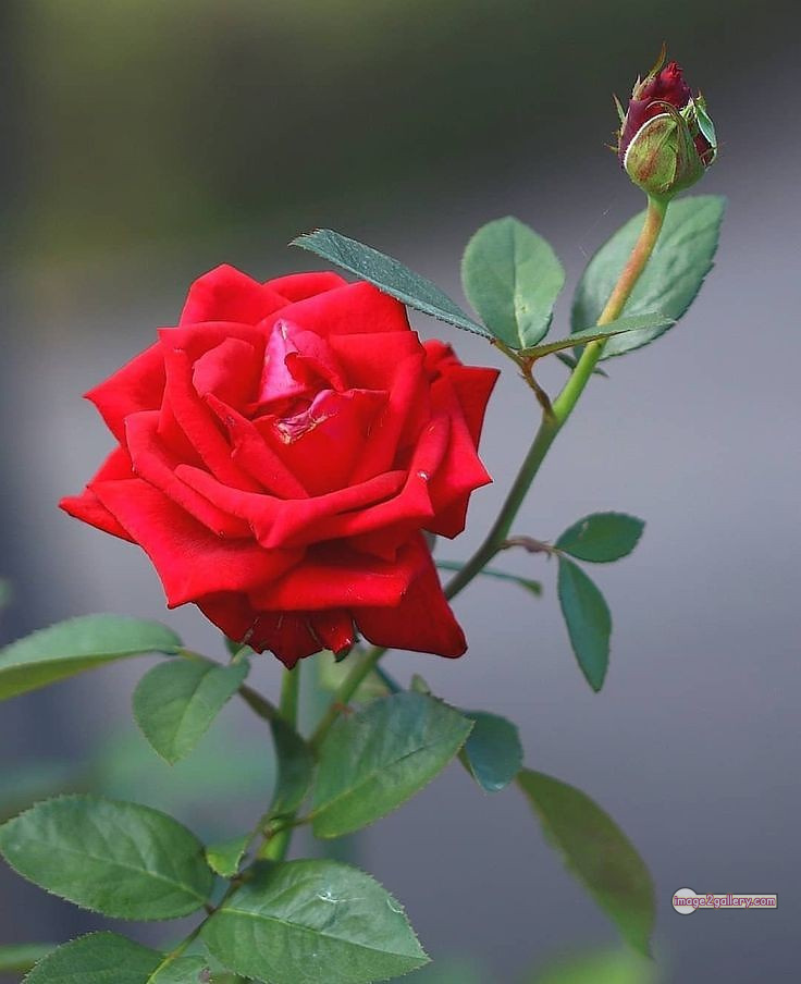 3300+ Beautiful Rose Flowers Image | Rose Flower HD Pic Download | 507 flower red rose -(8)