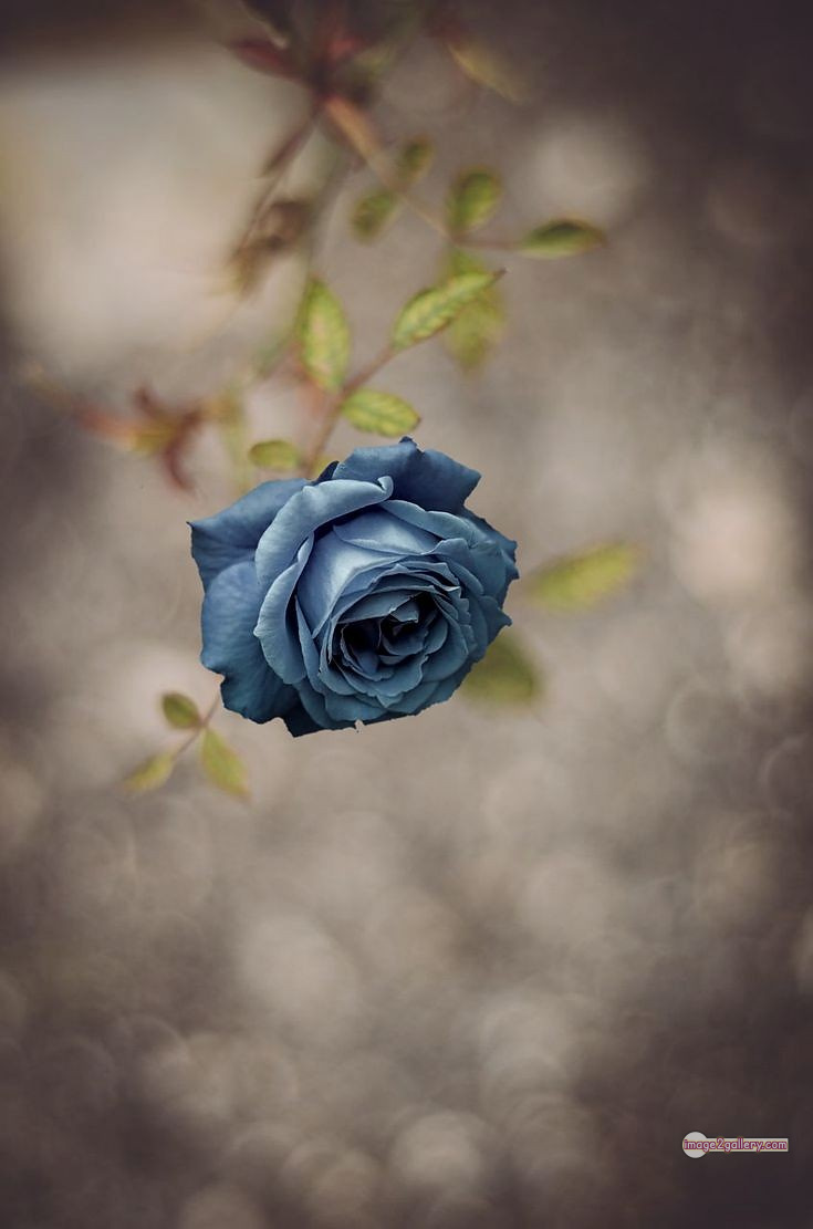 3300+ Beautiful Rose Flowers Image | Rose Flower HD Pic Download | 814 flower rose black -