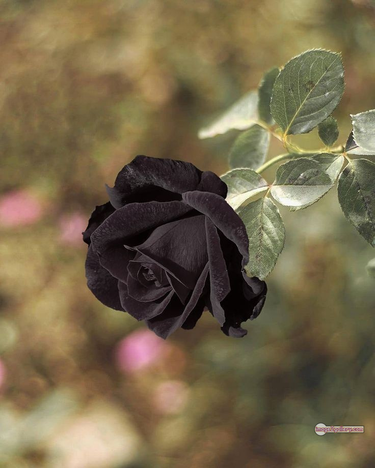 3300+ Beautiful Rose Flowers Image | Rose Flower HD Pic Download | 1988 flower rose black -(1)