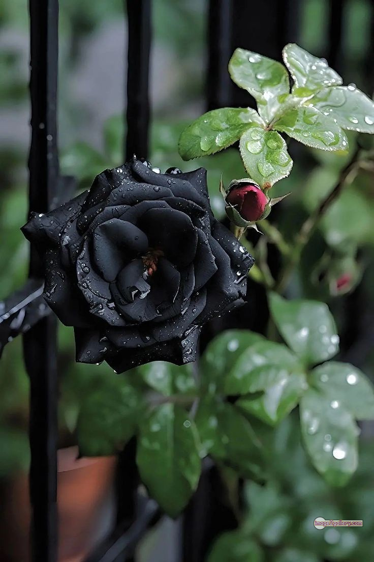 3300+ Beautiful Rose Flowers Image | Rose Flower HD Pic Download | 812 flower rose black -(10)