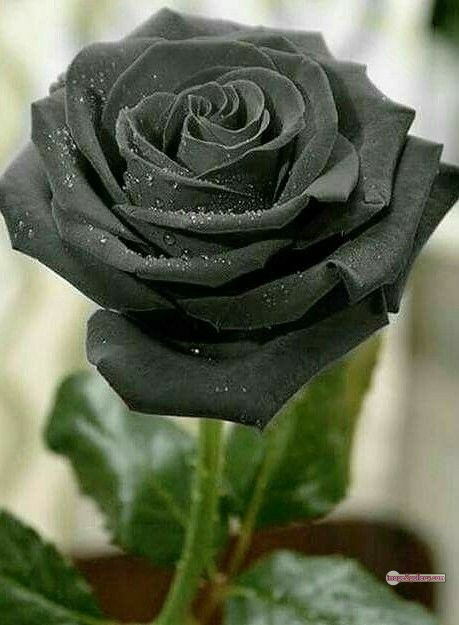 3300+ Beautiful Rose Flowers Image | Rose Flower HD Pic Download | 2024 flower rose black -(11)
