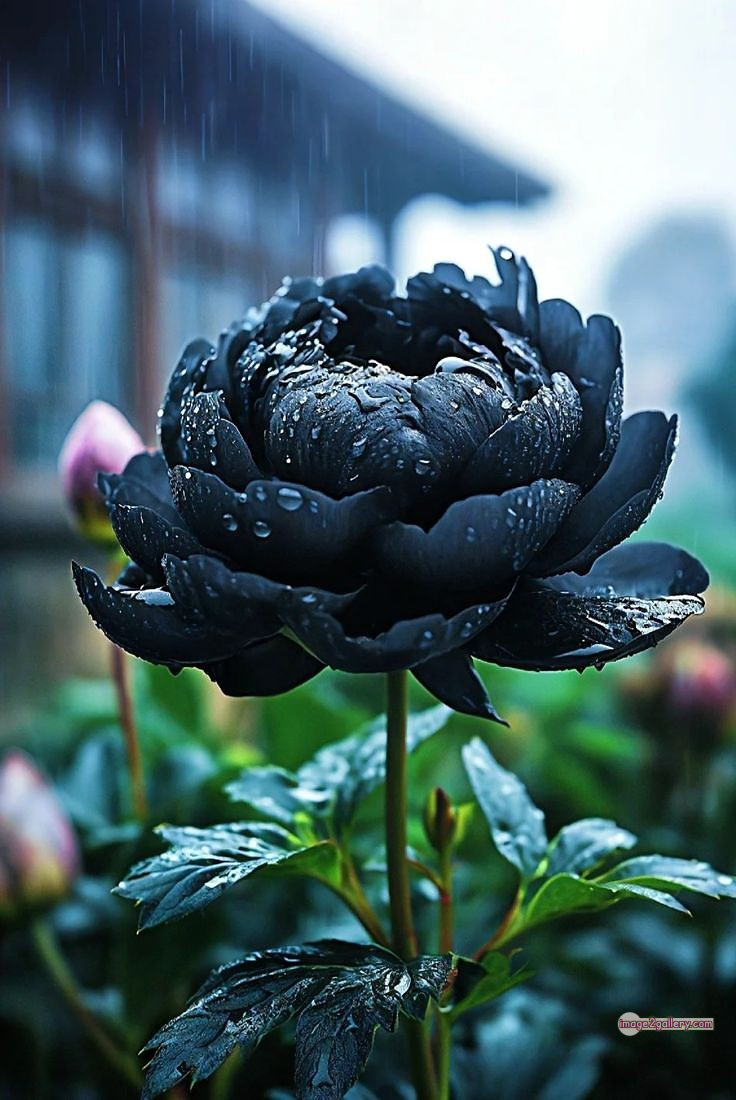 3300+ Beautiful Rose Flowers Image | Rose Flower HD Pic Download | 240 flower rose black -(16)