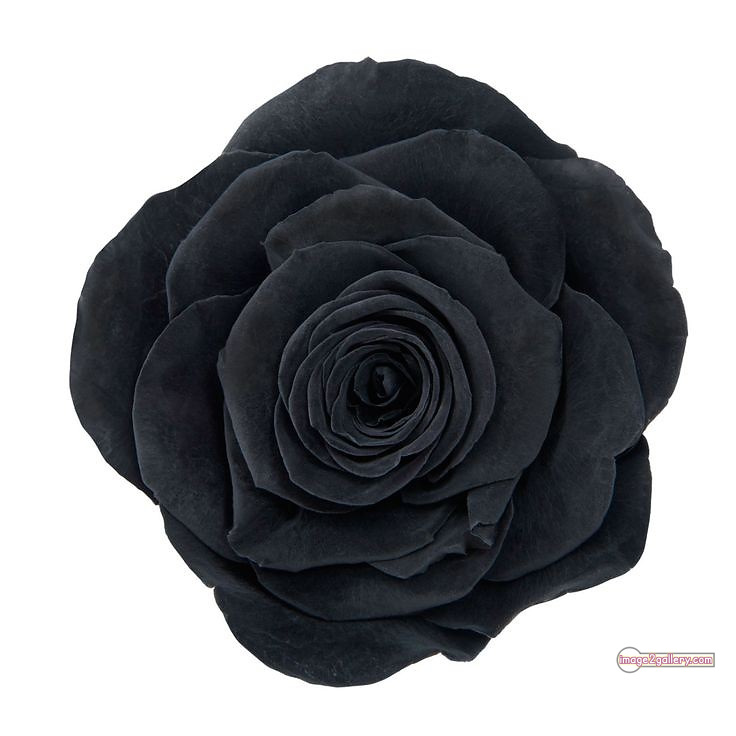 3300+ Beautiful Rose Flowers Image | Rose Flower HD Pic Download | 2745 flower rose black -(19)