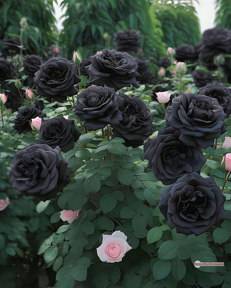 3300+ Beautiful Rose Flowers Image | Rose Flower HD Pic Download | 1510 flower rose black -(2)