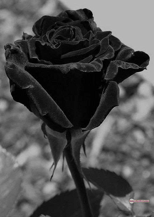 3300+ Beautiful Rose Flowers Image | Rose Flower HD Pic Download | 1768 flower rose black -(20)