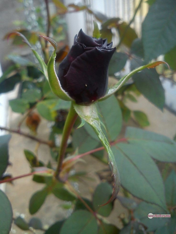3300+ Beautiful Rose Flowers Image | Rose Flower HD Pic Download | 1823 flower rose black -(21)