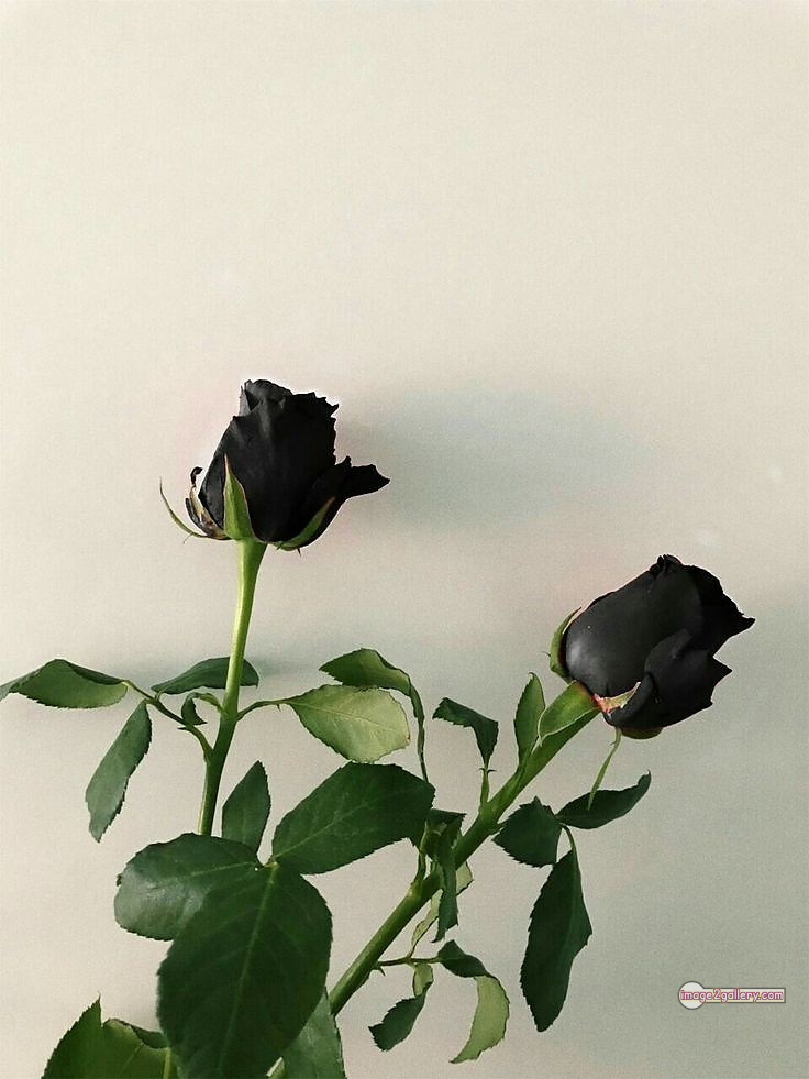 3300+ Beautiful Rose Flowers Image | Rose Flower HD Pic Download | 1045 flower rose black -(22)