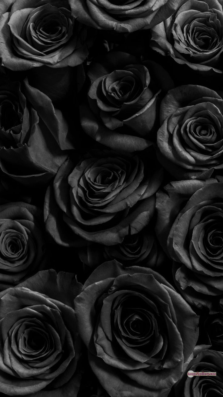 3300+ Beautiful Rose Flowers Image | Rose Flower HD Pic Download | 1822 flower rose black -(24)