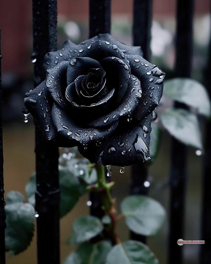 3300+ Beautiful Rose Flowers Image | Rose Flower HD Pic Download | 78 flower rose black -(26)