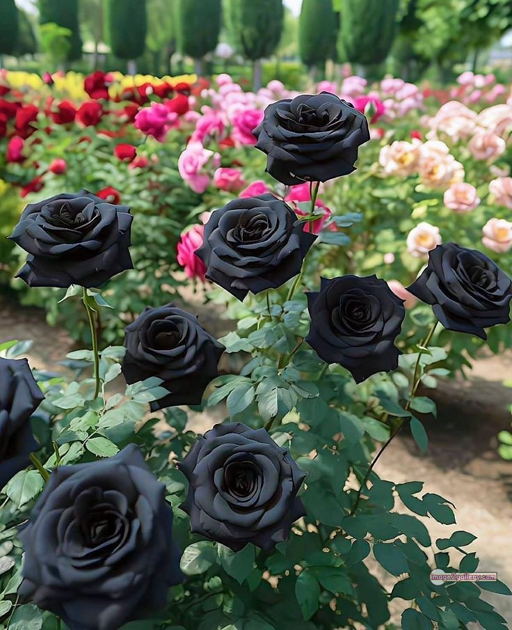 3300+ Beautiful Rose Flowers Image | Rose Flower HD Pic Download | 231 flower rose black -(29)