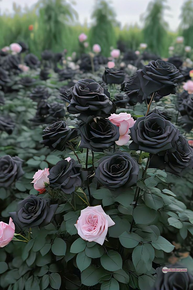 3300+ Beautiful Rose Flowers Image | Rose Flower HD Pic Download | 1989 flower rose black -(3)