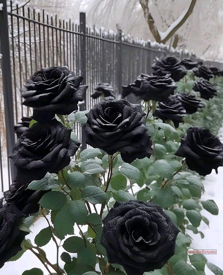3300+ Beautiful Rose Flowers Image | Rose Flower HD Pic Download | 1434 flower rose black -(4)