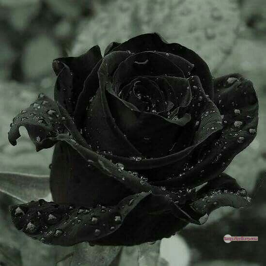 3300+ Beautiful Rose Flowers Image | Rose Flower HD Pic Download | 2025 flower rose black -(7)