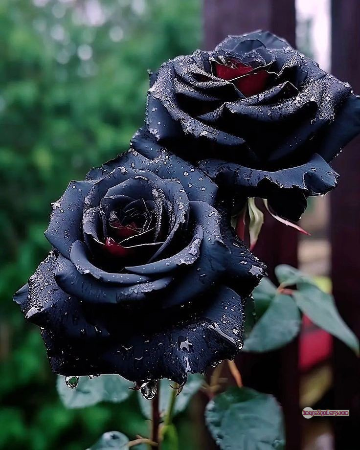 3300+ Beautiful Rose Flowers Image | Rose Flower HD Pic Download | 717 flower rose black -(8)