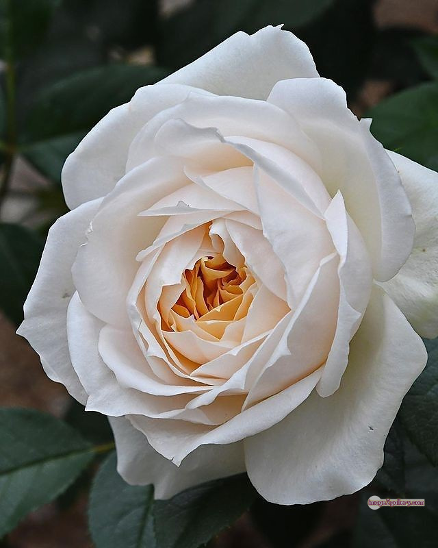 3300+ Beautiful Rose Flowers Image | Rose Flower HD Pic Download | 1246 flower rose white -