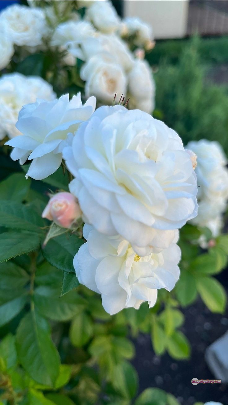 3300+ Beautiful Rose Flowers Image | Rose Flower HD Pic Download | 830 flower rose white -(1)
