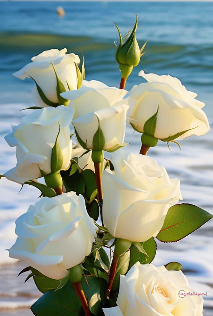 3300+ Beautiful Rose Flowers Image | Rose Flower HD Pic Download | 853 flower rose white -(11)