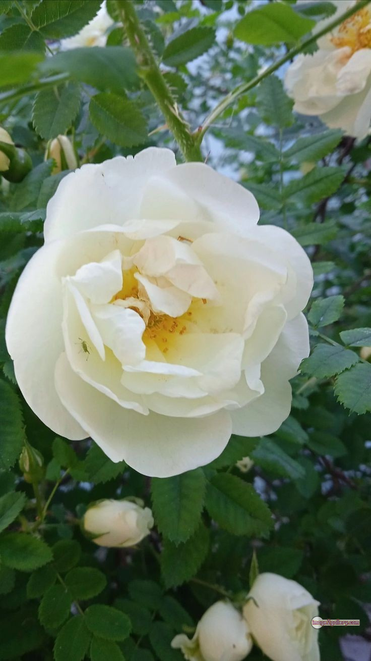 3300+ Beautiful Rose Flowers Image | Rose Flower HD Pic Download | 228 flower rose white -(3)