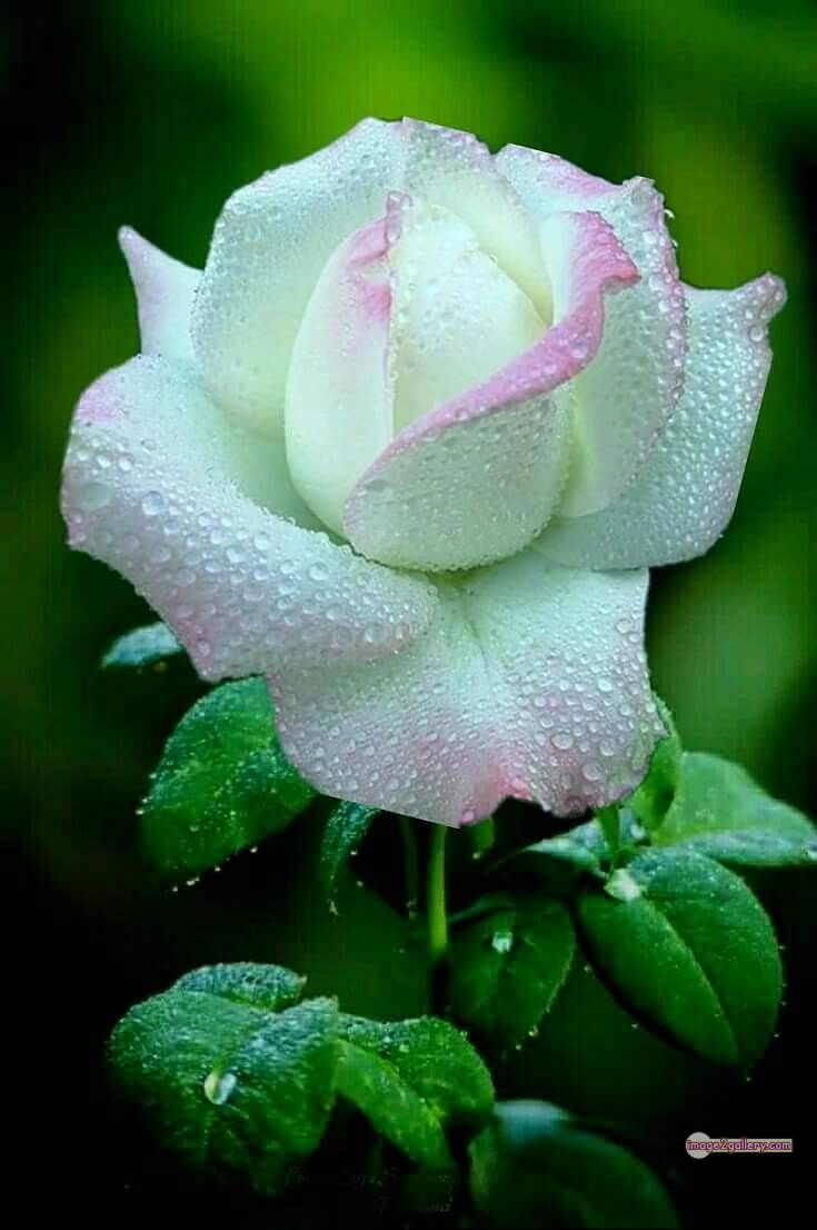 3300+ Beautiful Rose Flowers Image | Rose Flower HD Pic Download | 831 flower rose white -(4)