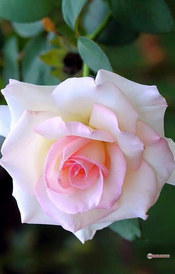 3300+ Beautiful Rose Flowers Image | Rose Flower HD Pic Download | 1507 flower rose white -(5)