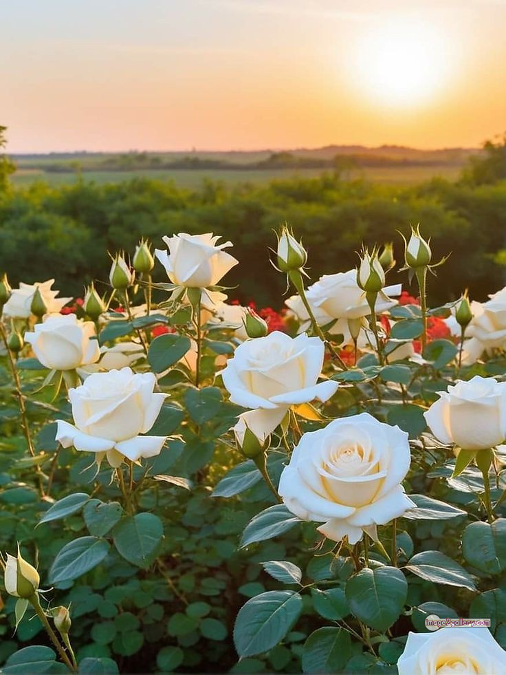 3300+ Beautiful Rose Flowers Image | Rose Flower HD Pic Download | 852 flower rose white -(7)