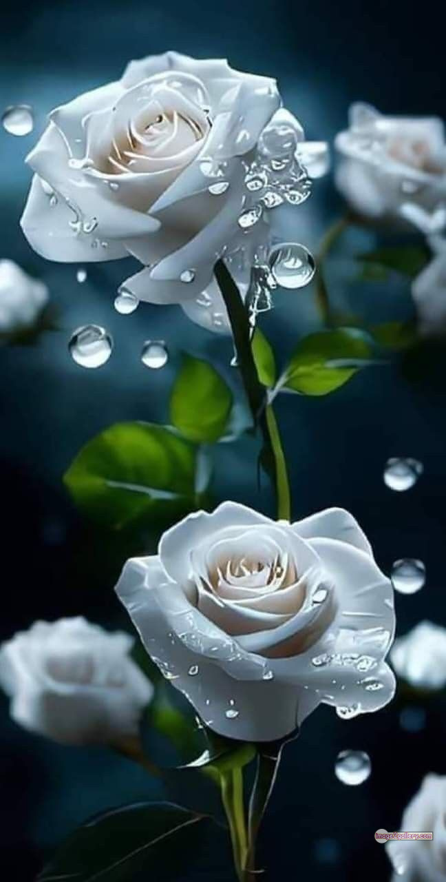 3300+ Beautiful Rose Flowers Image | Rose Flower HD Pic Download | 1191 flower rose white -(9)