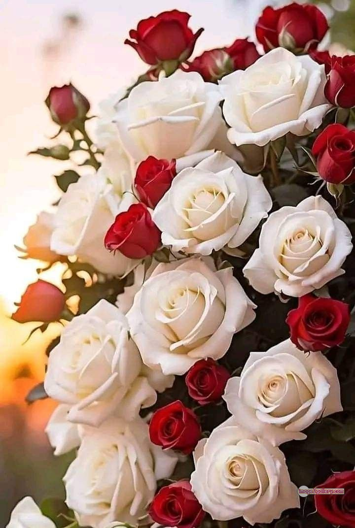 3300+ Beautiful Rose Flowers Image | Rose Flower HD Pic Download | 1206 flowers and roses -(1)