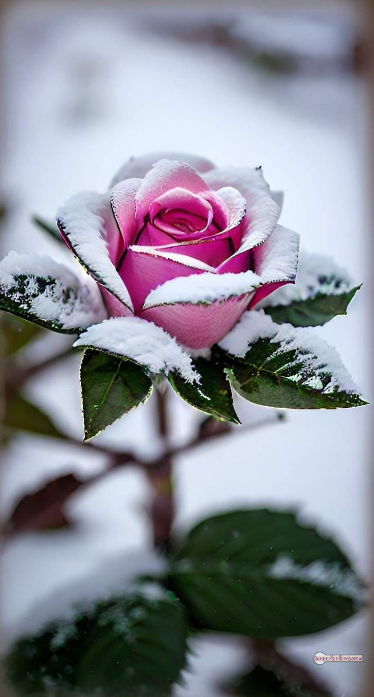 3300+ Beautiful Rose Flowers Image | Rose Flower HD Pic Download | 2190 flowers and roses -(10)