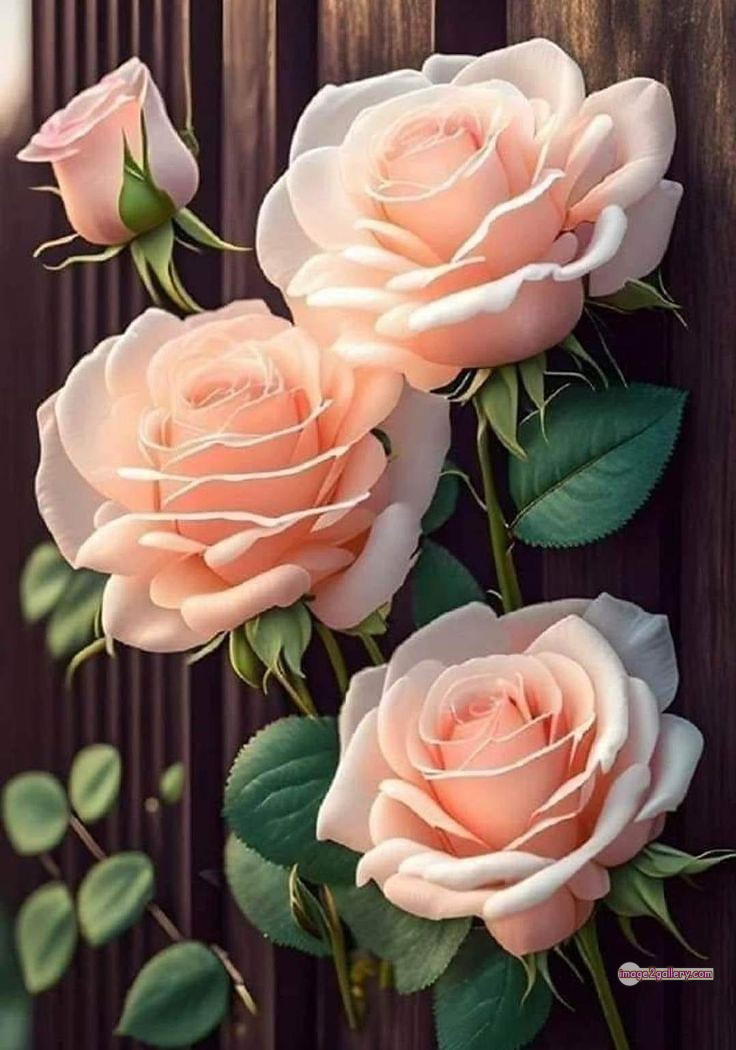 3300+ Beautiful Rose Flowers Image | Rose Flower HD Pic Download | 1033 flowers and roses -(11)