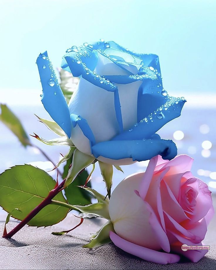 3300+ Beautiful Rose Flowers Image | Rose Flower HD Pic Download | 1034 flowers and roses -(22)