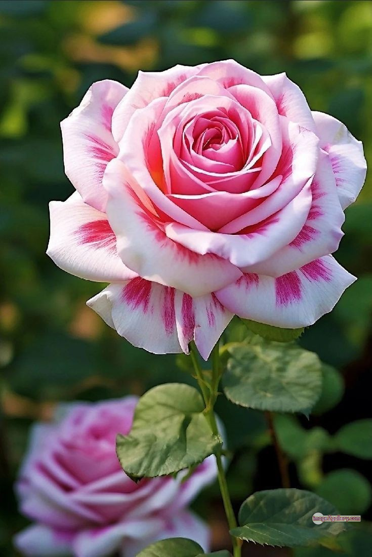 3300+ Beautiful Rose Flowers Image | Rose Flower HD Pic Download | 984 flowers and roses -(23)
