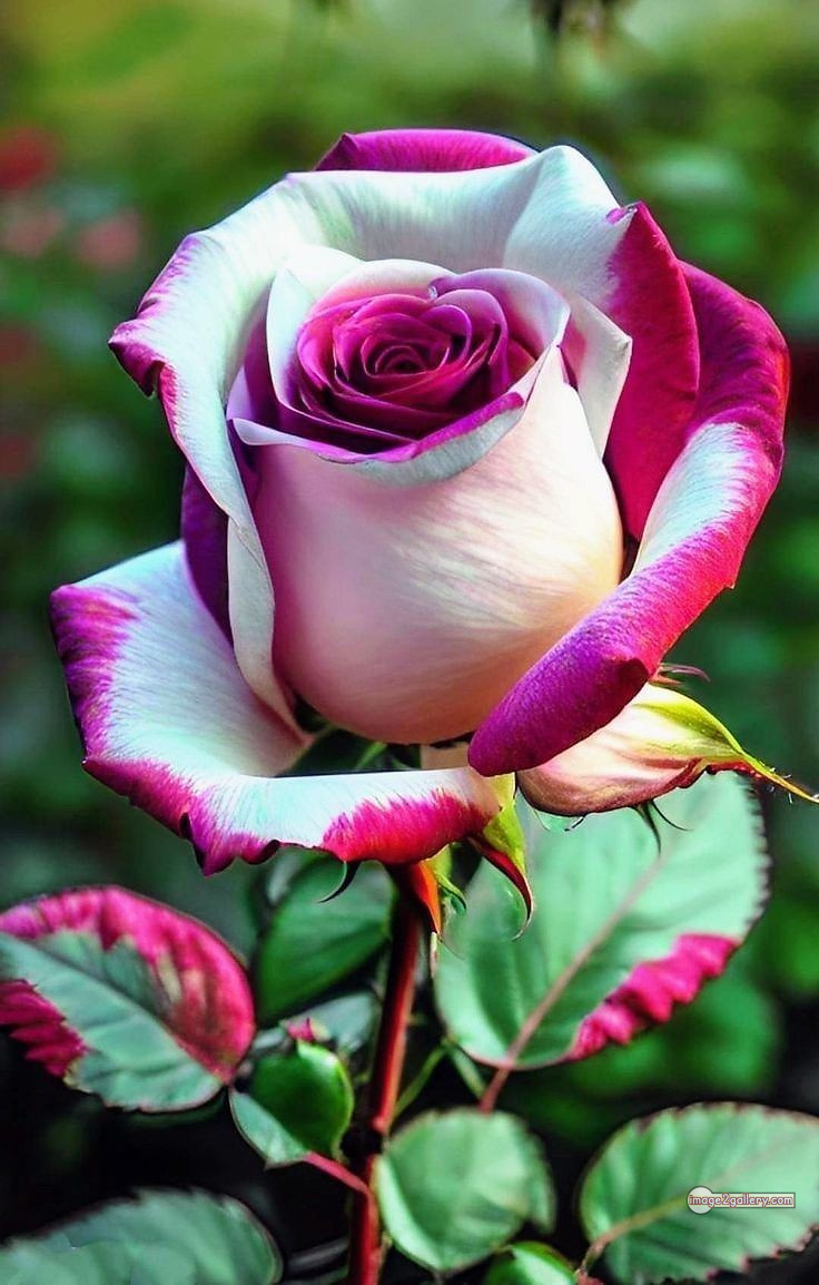 3300+ Beautiful Rose Flowers Image | Rose Flower HD Pic Download | 1708 flowers and roses -(24)
