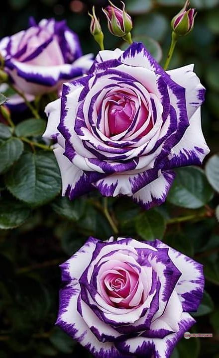 3300+ Beautiful Rose Flowers Image | Rose Flower HD Pic Download | 1612 flowers and roses -(25)