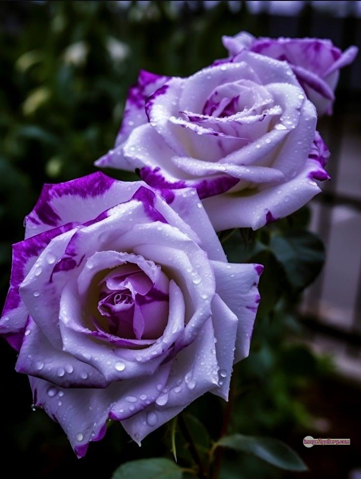 3300+ Beautiful Rose Flowers Image | Rose Flower HD Pic Download | 982 flowers and roses -(26)