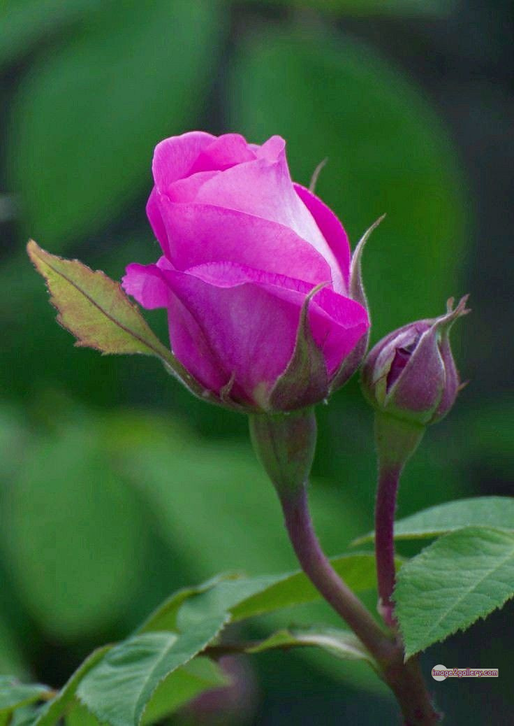 3300+ Beautiful Rose Flowers Image | Rose Flower HD Pic Download | 1613 flowers and roses -(28)